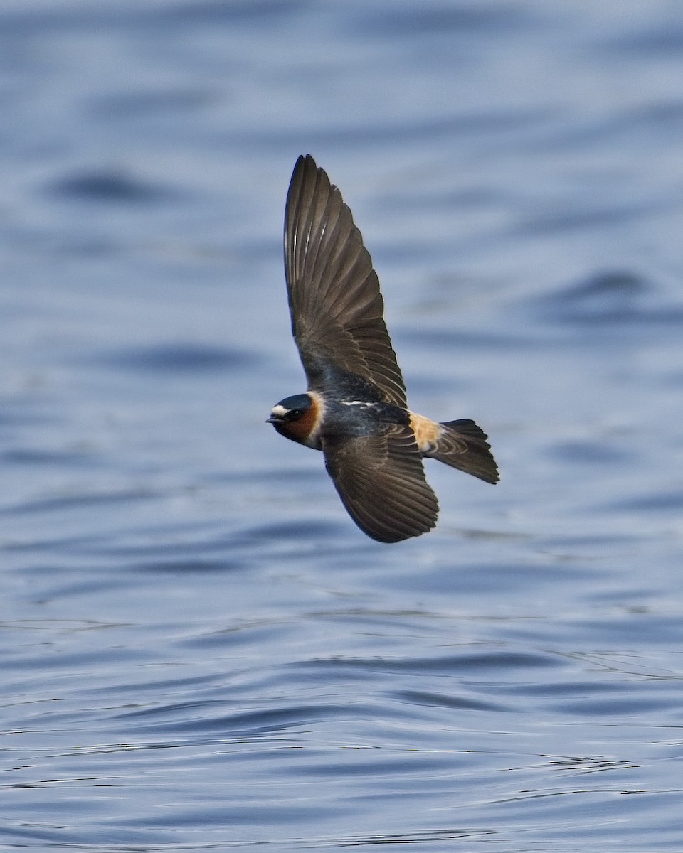 Cliff Swallow - ML448676261