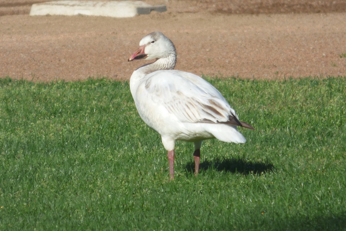 Snow Goose - ML448677391