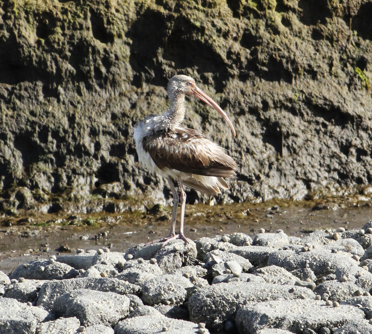 White Ibis - ML448677511