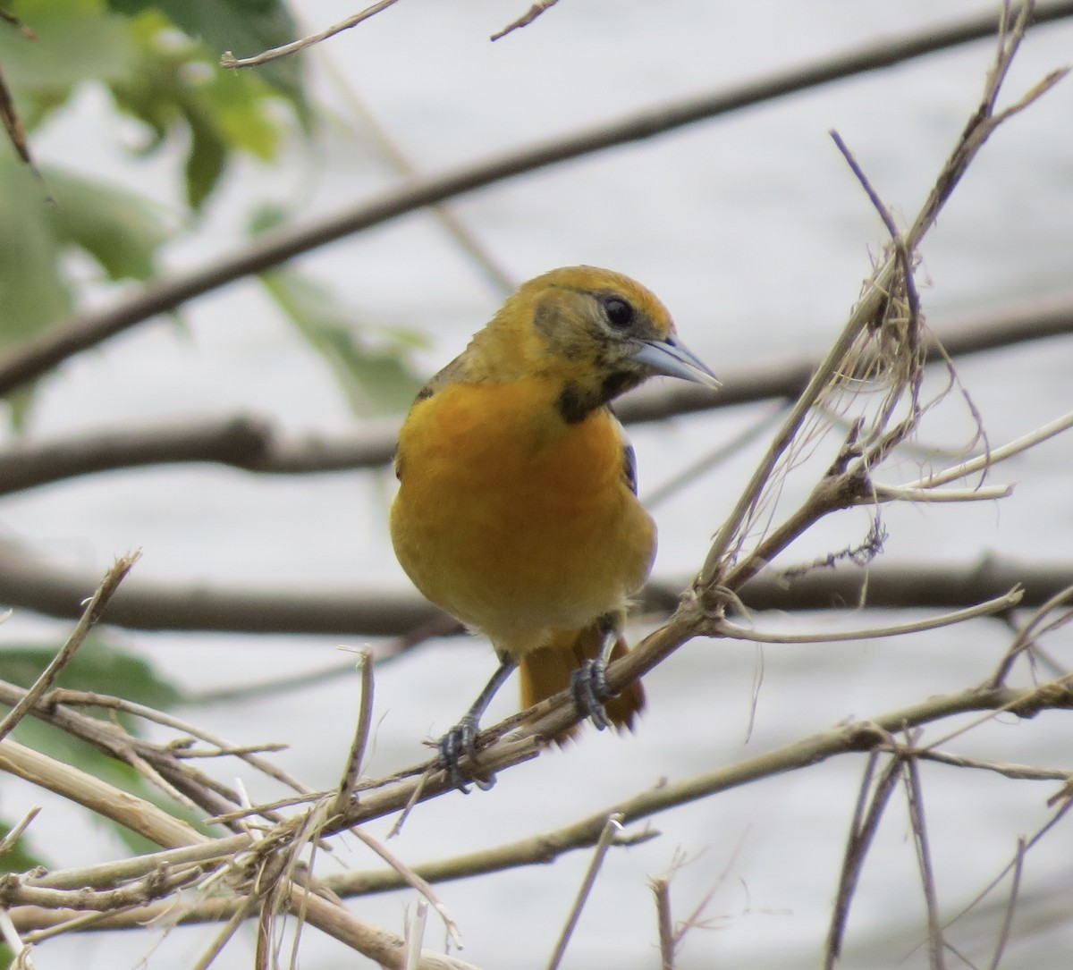 Baltimore Oriole - ML448677581