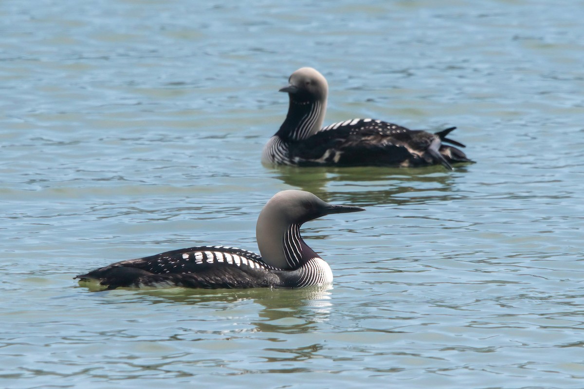 Pacific Loon - Rebekah Holtsclaw