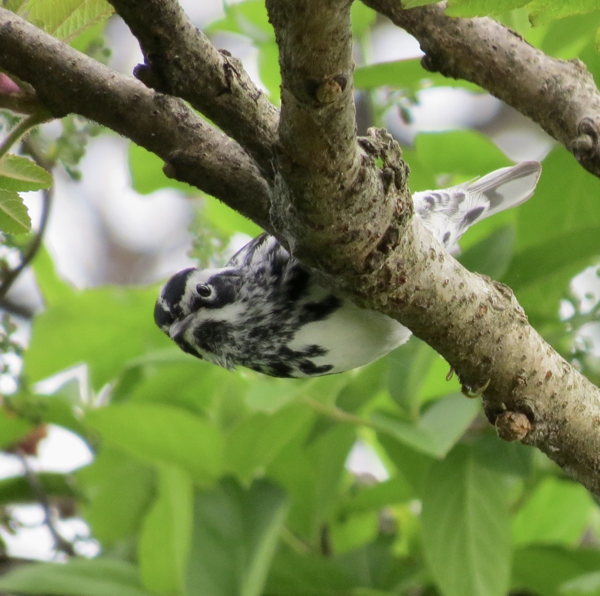 Black-and-white Warbler - Barb Matthews