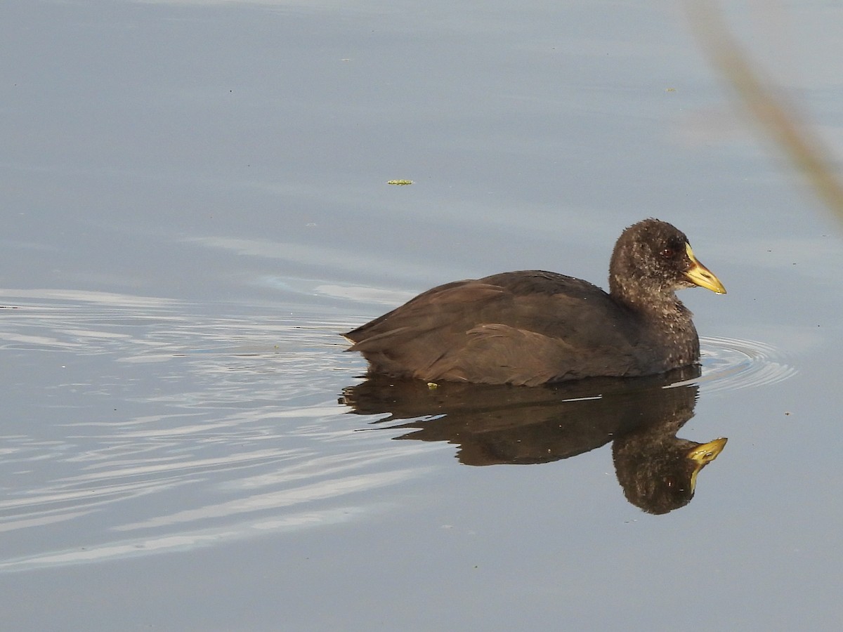 Red-gartered Coot - ML448679321