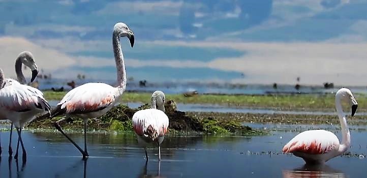 Chilean Flamingo - ML448681251