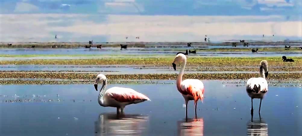 Chilean Flamingo - ML448681671