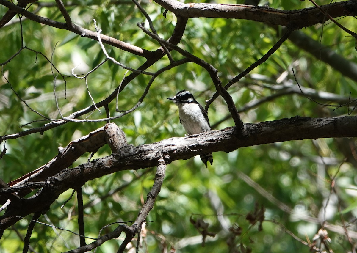 Downy Woodpecker - Henrik Böhmer