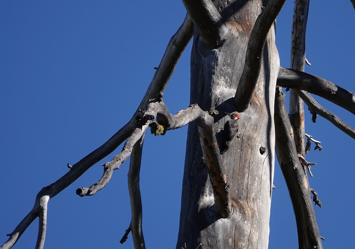 Pileated Woodpecker - ML448686101