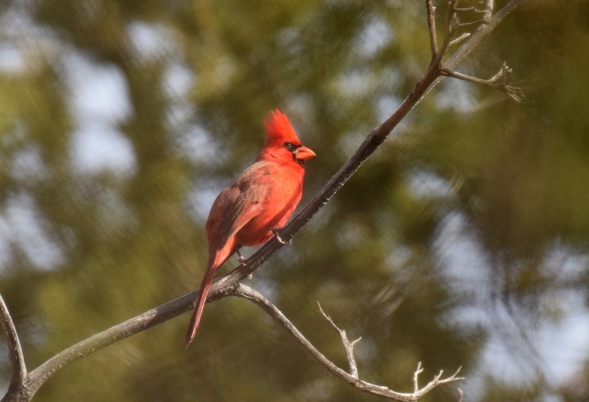 Northern Cardinal - Ryan O'Donnell