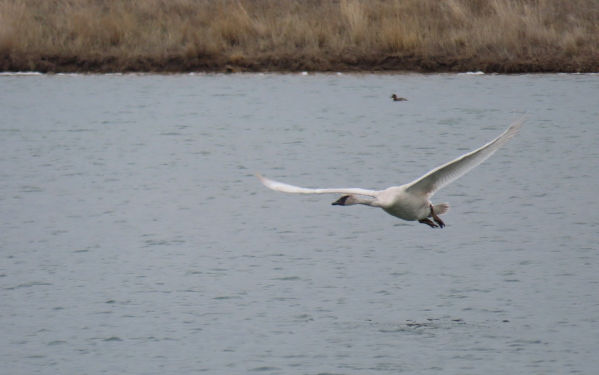 Trumpeter Swan - ML448687991