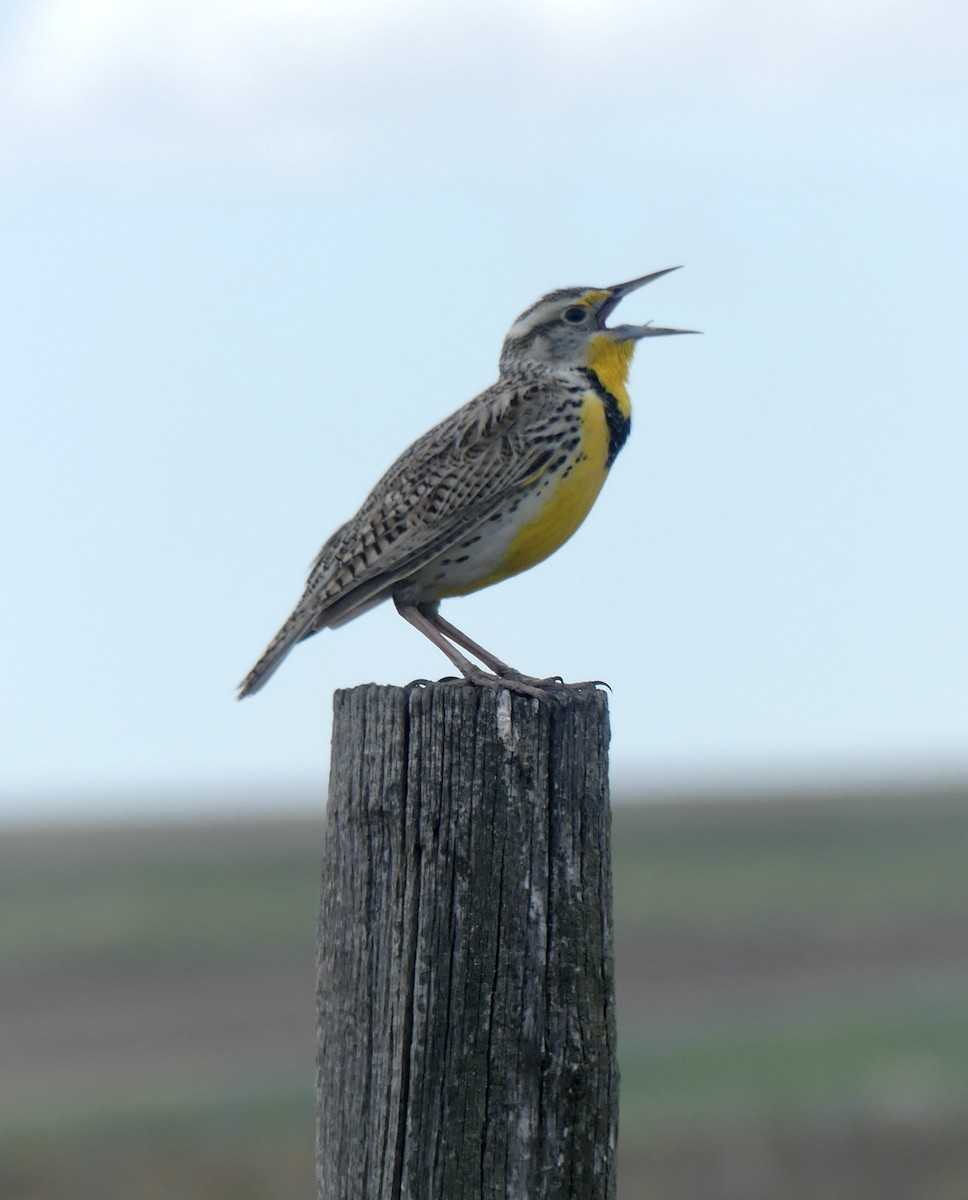 Western Meadowlark - ML448688031