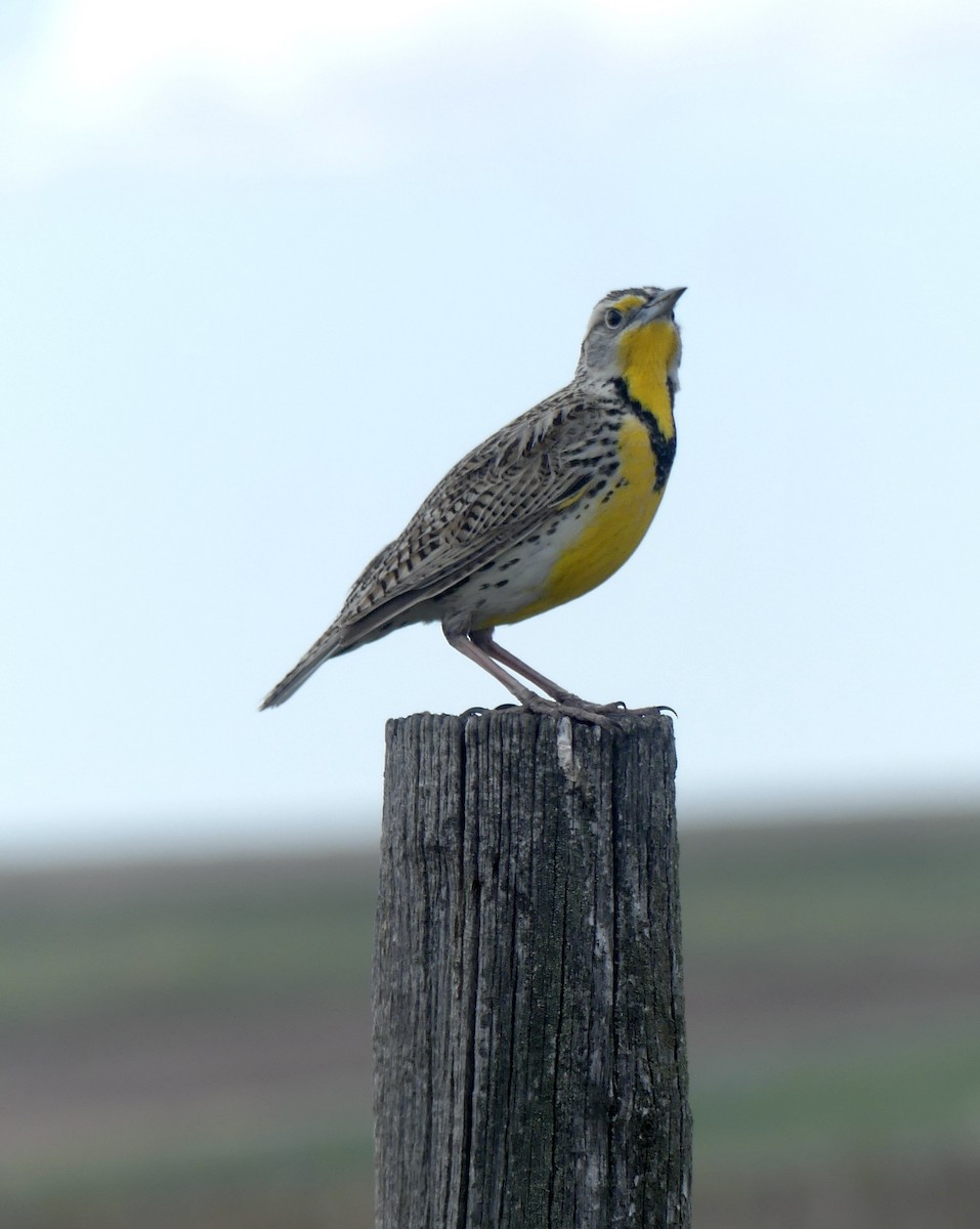 Western Meadowlark - ML448688041