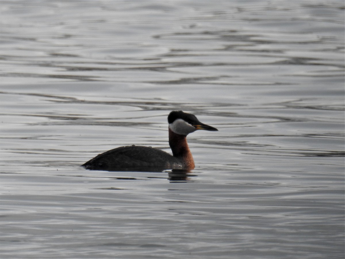 Red-necked Grebe - Linda Milam