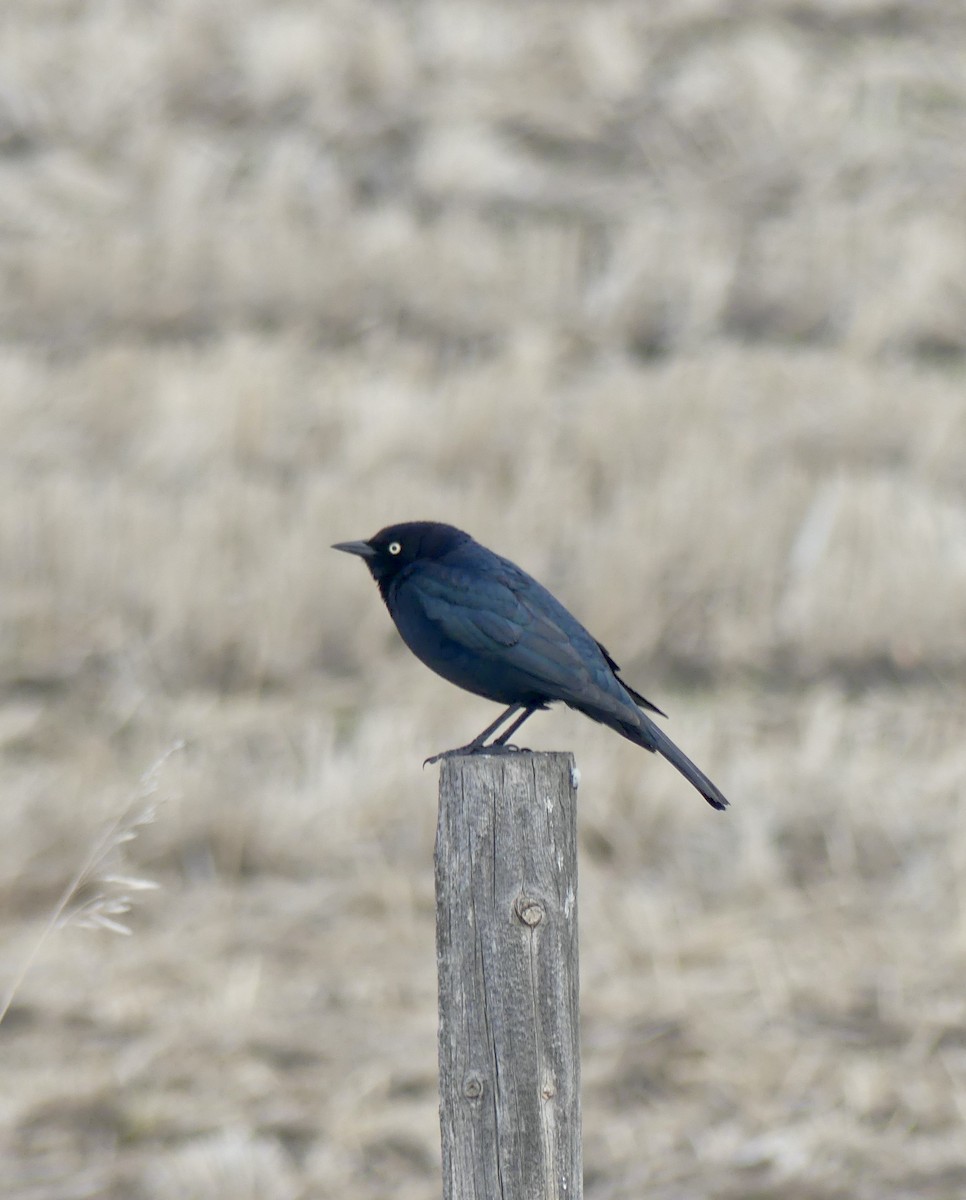 Brewer's Blackbird - ML448688061