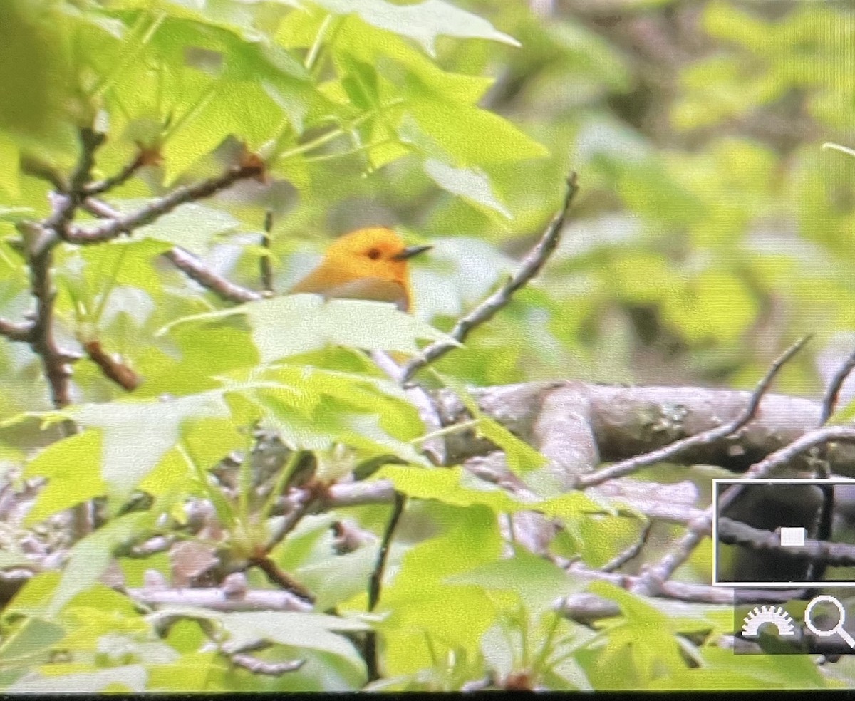 Prothonotary Warbler - ML448689471