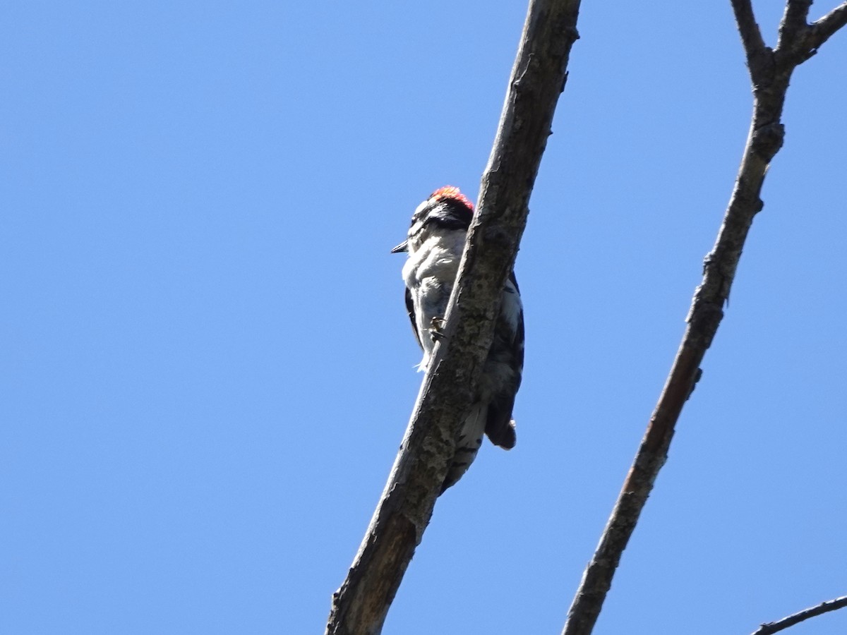 Downy Woodpecker - Norman Uyeda