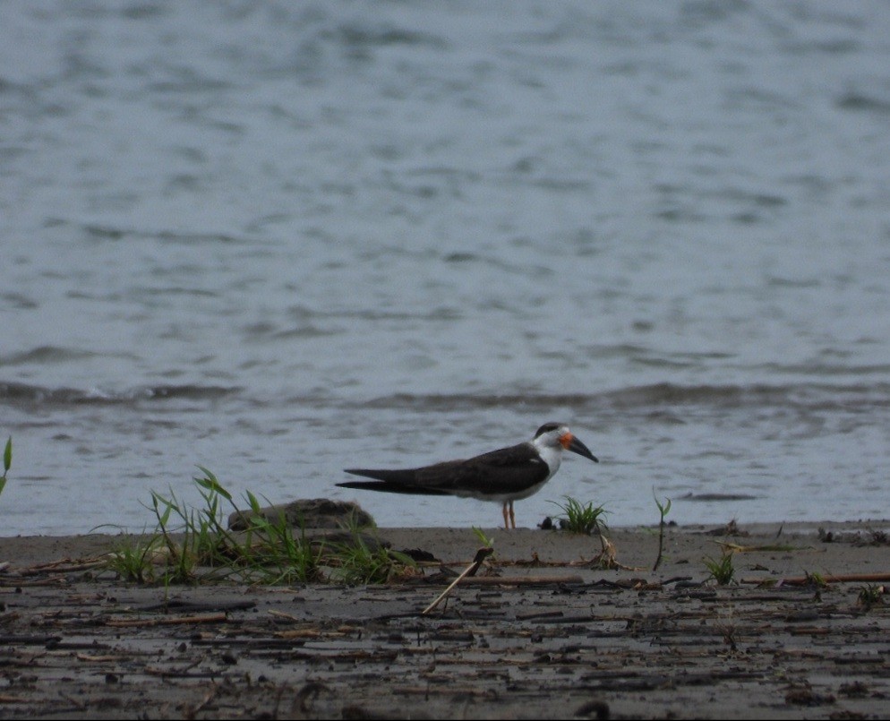 Водоріз американський - ML448690881