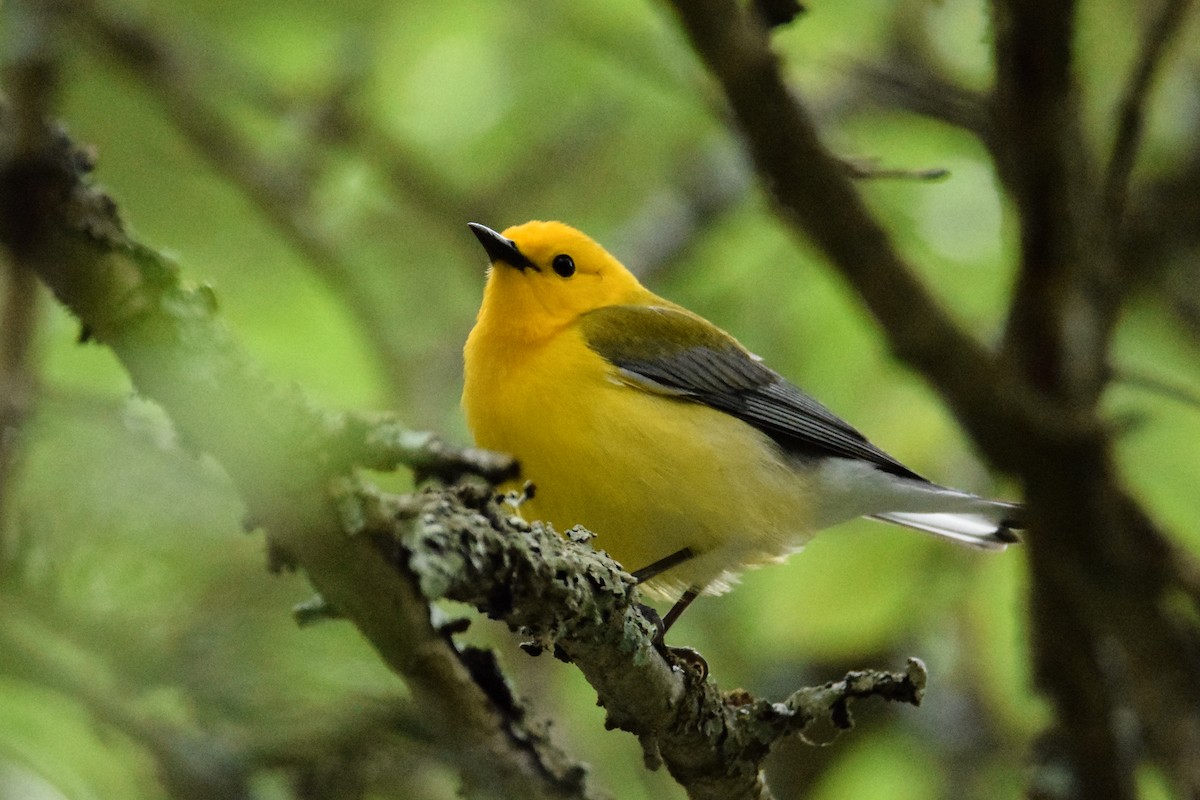 Prothonotary Warbler - ML448691281