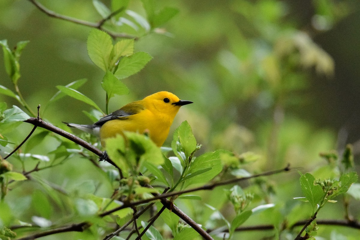 Prothonotary Warbler - ML448691291