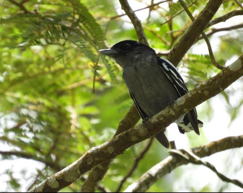 White-winged Becard - ML448691471