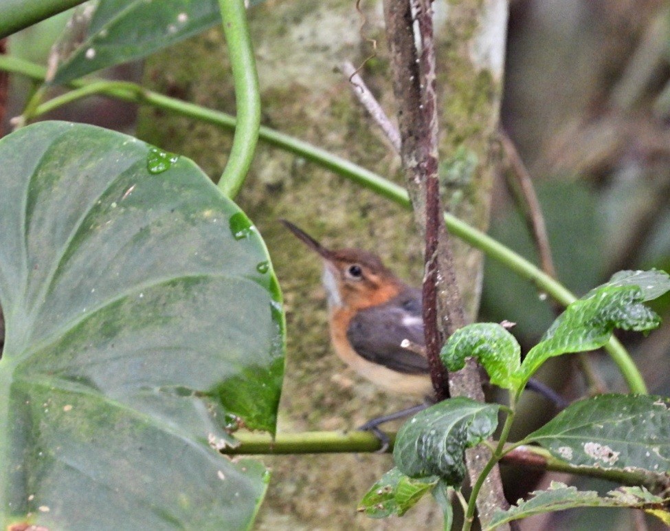 Long-billed Gnatwren - ML448691841