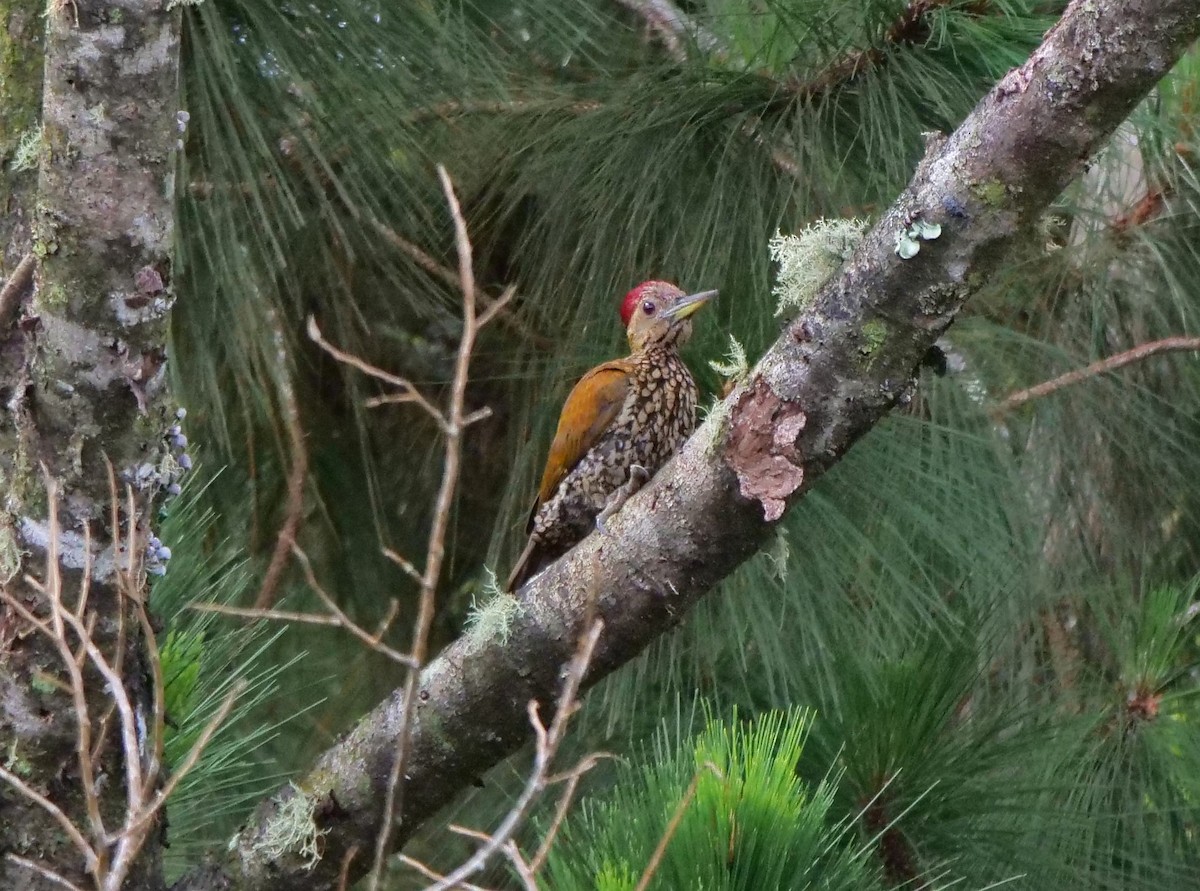 Buff-spotted Flameback - ML448691911