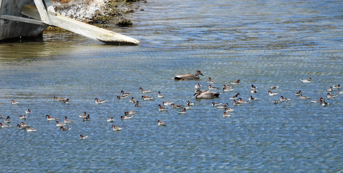 Phalarope de Wilson - ML448691941