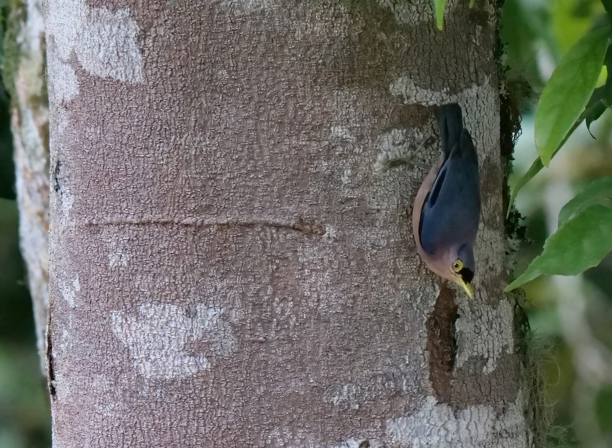 Sulphur-billed Nuthatch - ML448692001