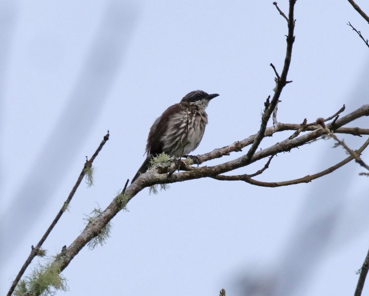 Stripe-breasted Rhabdornis - ML448692071