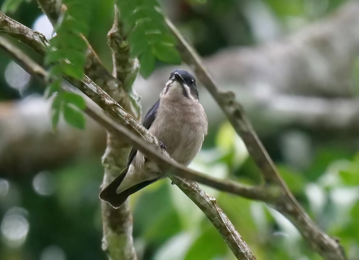 Whiskered Flowerpecker - ML448692171