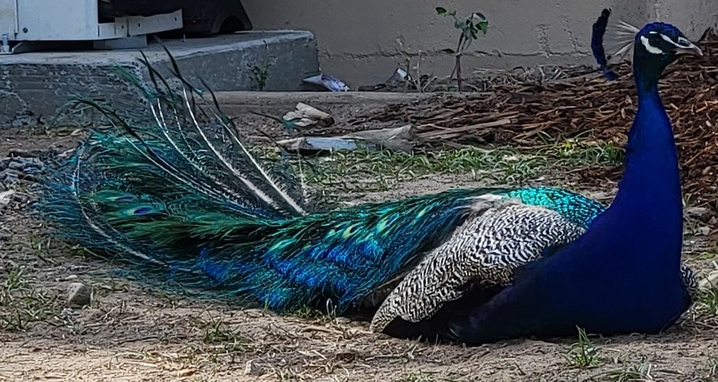 Indian Peafowl (Domestic type) - ML448692701