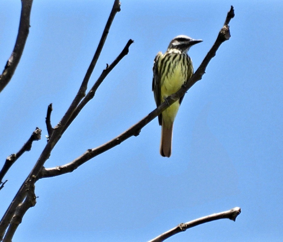 Sulphur-bellied Flycatcher - Wagner Fernandez