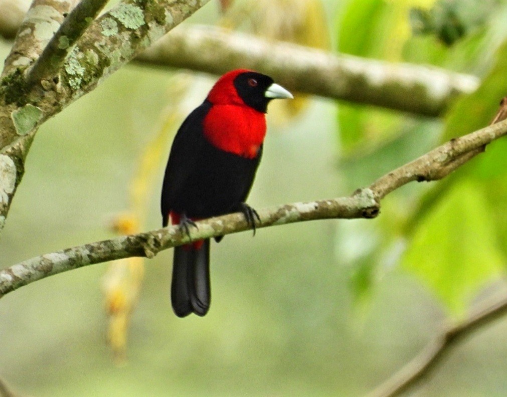 Crimson-collared Tanager - ML448693411