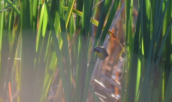 Common Yellowthroat - Sze On Ng (Aaron)