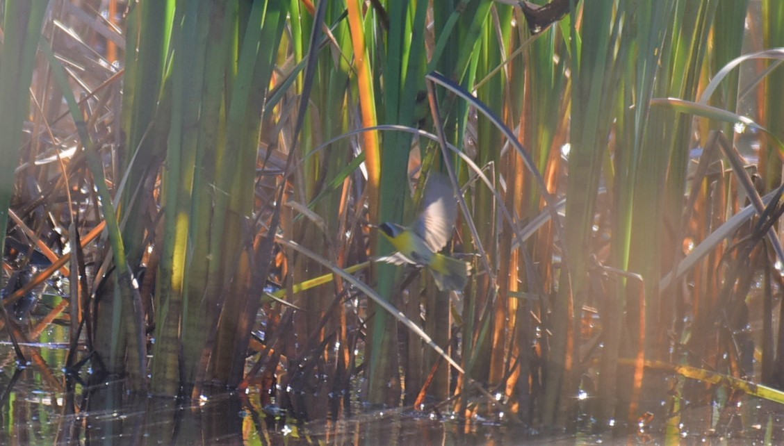 Common Yellowthroat - ML448693761