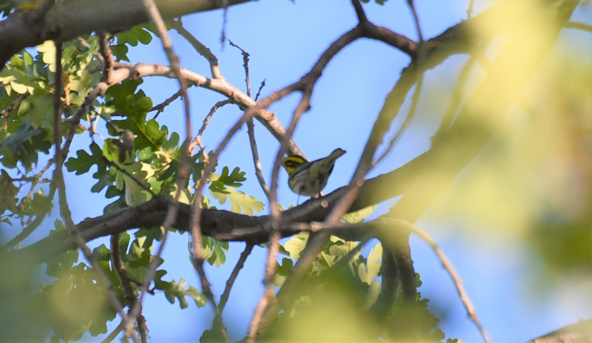 Townsend's Warbler - ML448693951