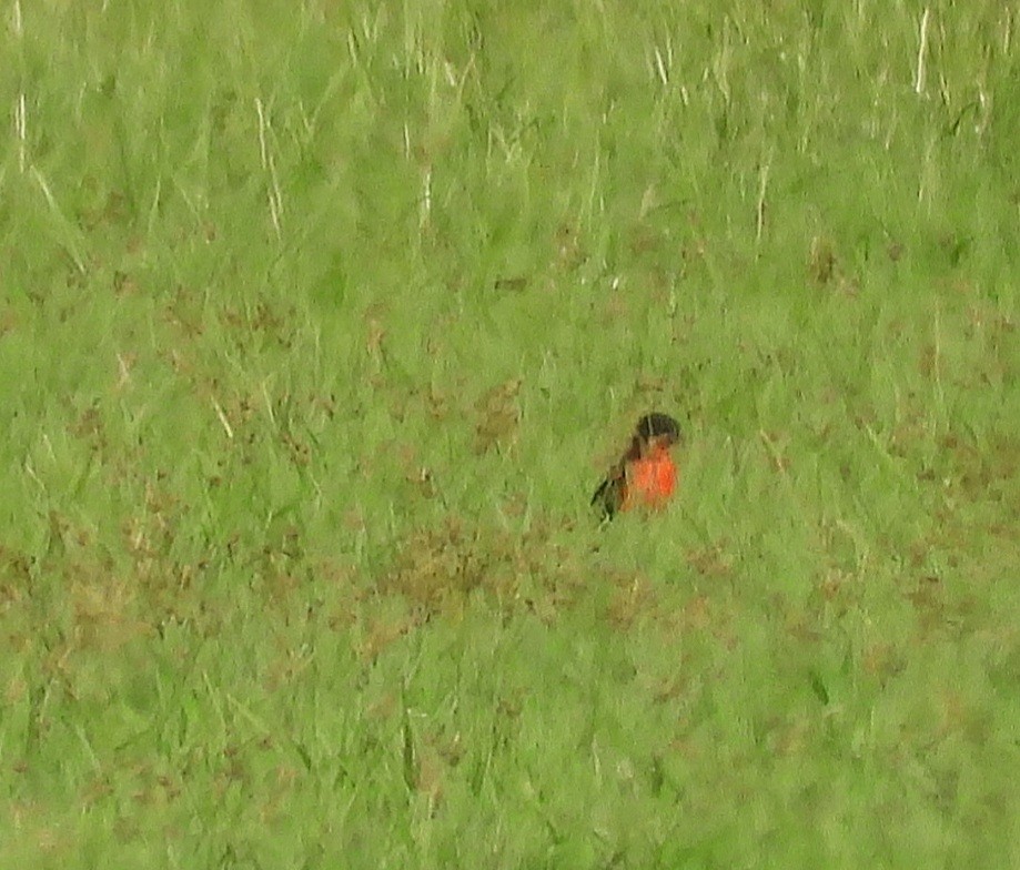 ムネアカマキバドリ - ML448694081