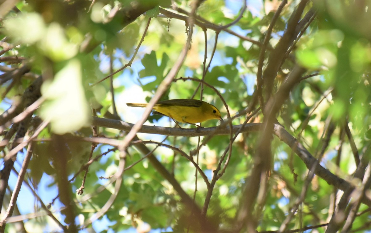 Wilson's Warbler - Sze On Ng (Aaron)