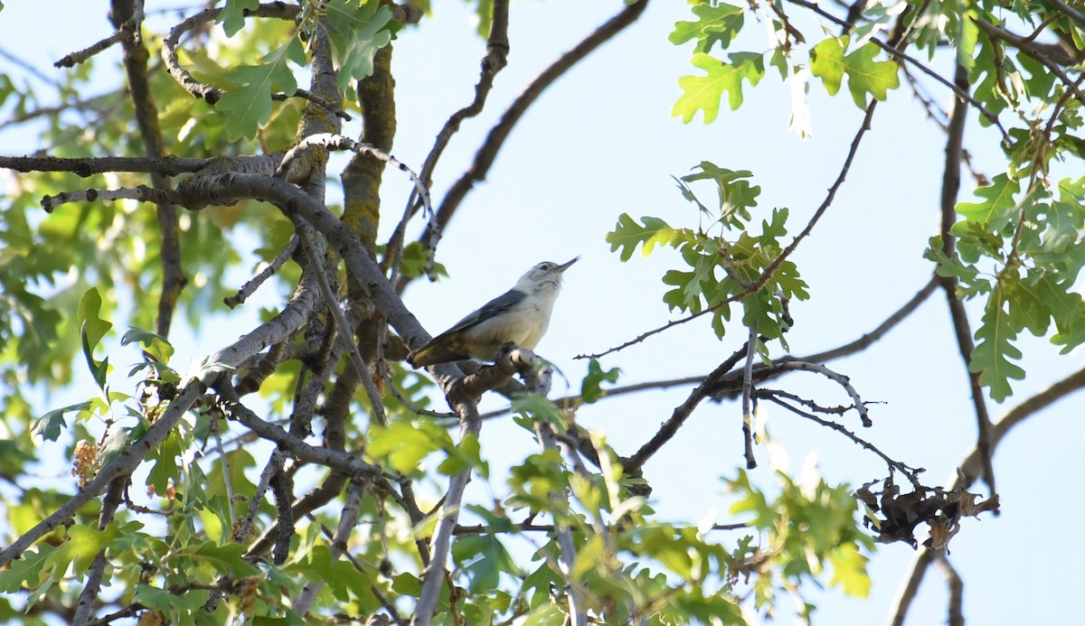 White-breasted Nuthatch - Sze On Ng (Aaron)