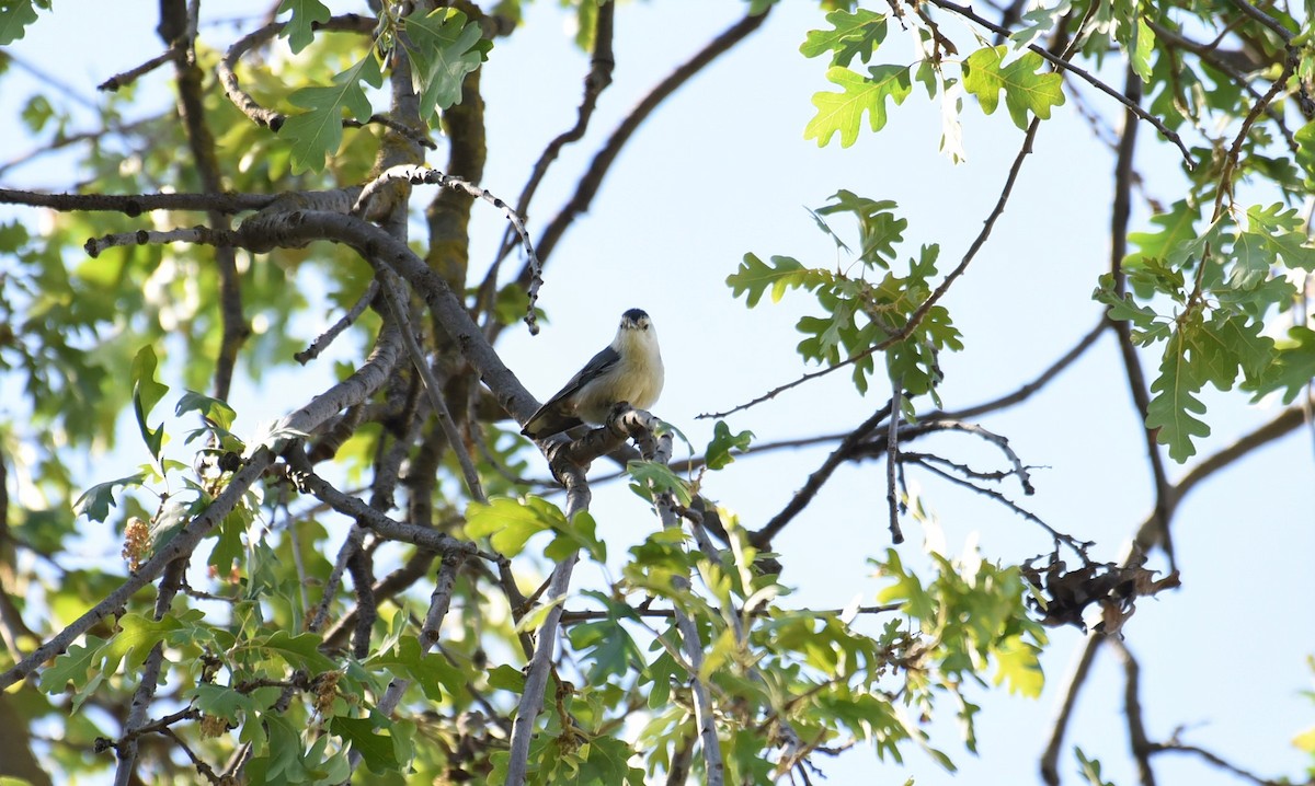 White-breasted Nuthatch - Sze On Ng (Aaron)