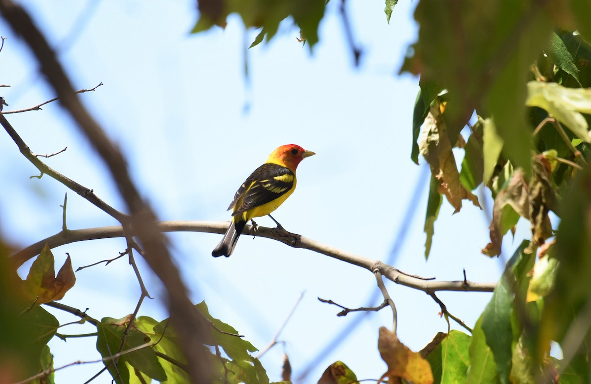 Piranga à tête rouge - ML448694811