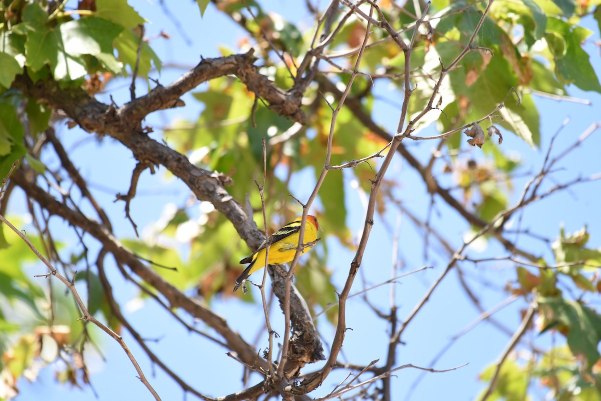 Western Tanager - Sze On Ng (Aaron)