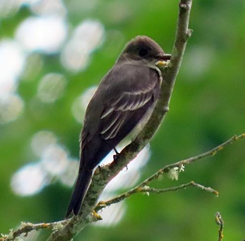 Western Wood-Pewee - ML448697481