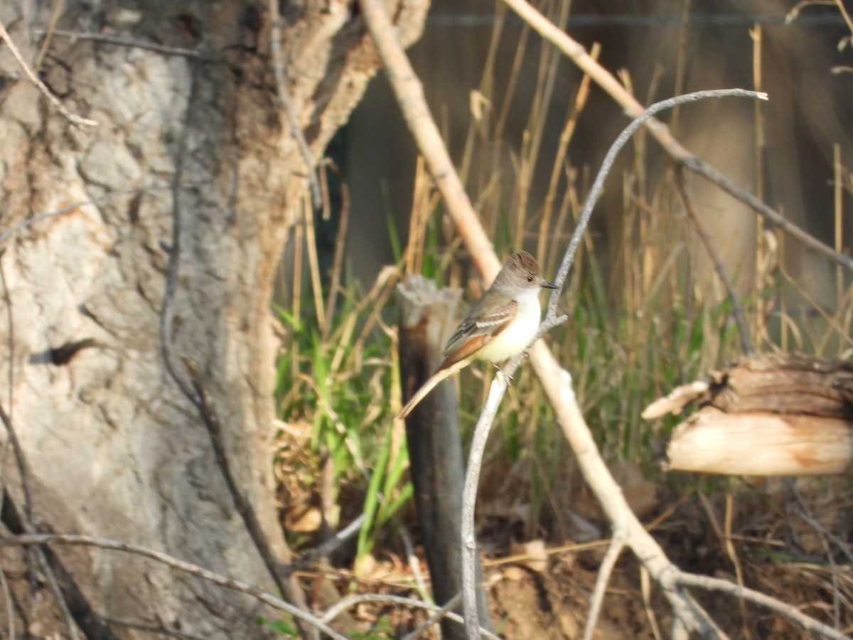 Ash-throated Flycatcher - ML448699131