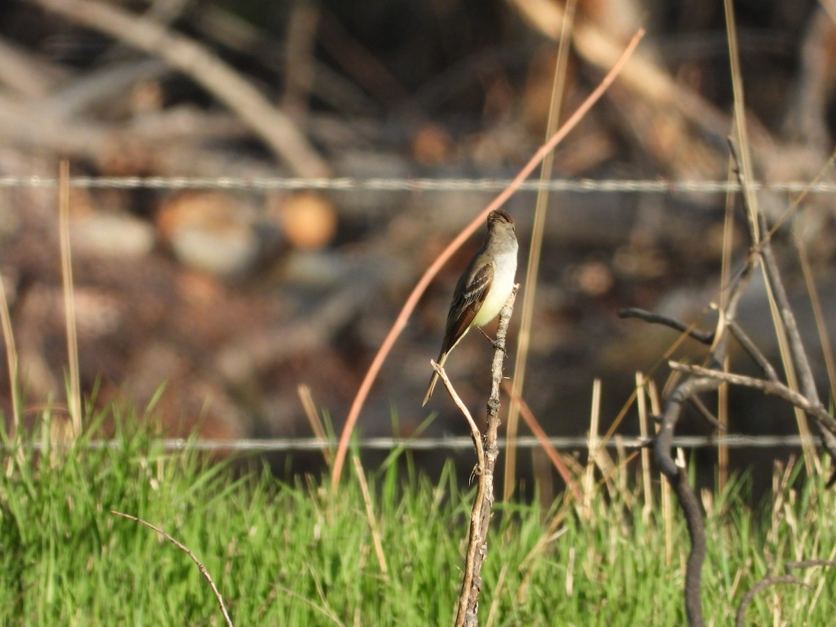 Ash-throated Flycatcher - ML448699431