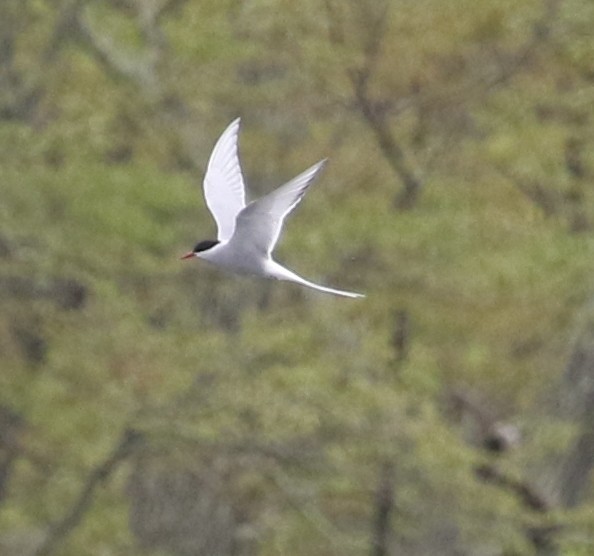 Arctic Tern - ML448700631