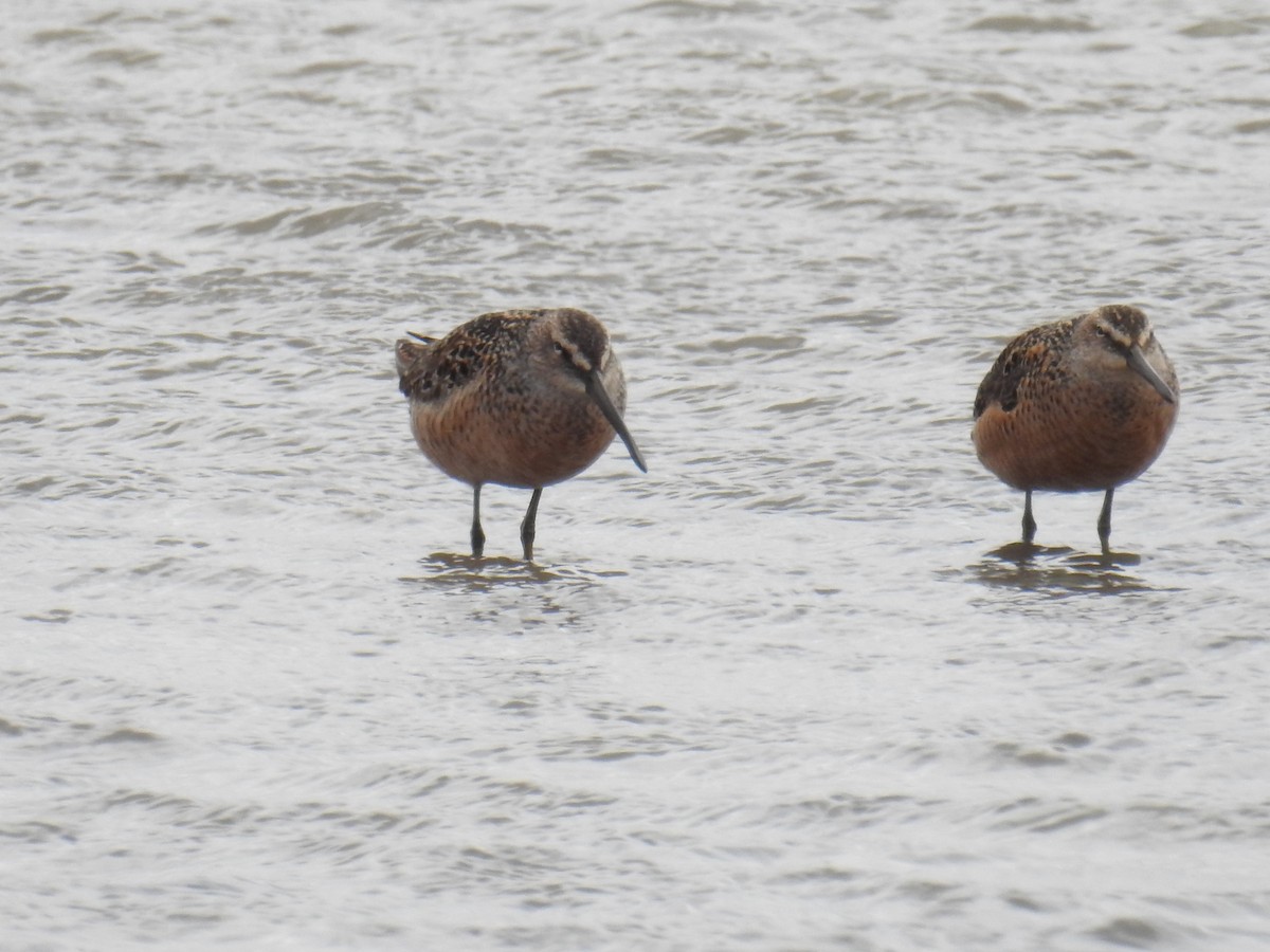 Long-billed Dowitcher - ML448700771