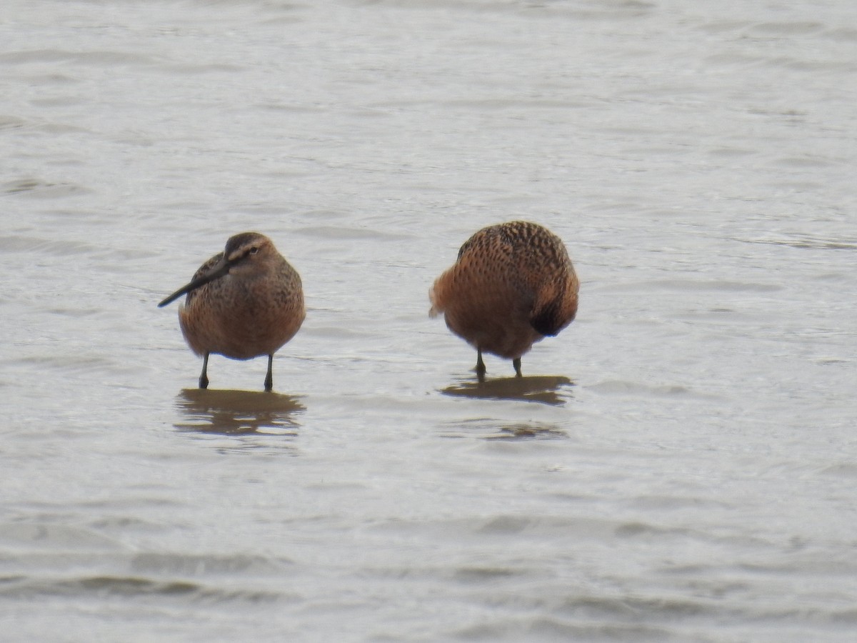 Long-billed Dowitcher - ML448700801