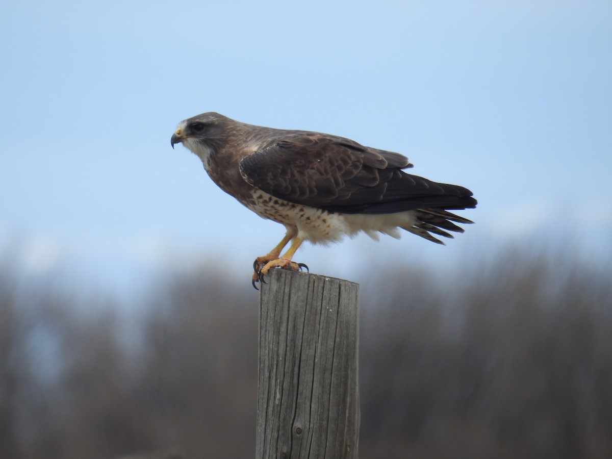 Swainson's Hawk - Linda Milam