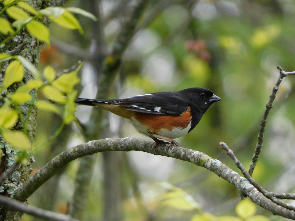 Eastern Towhee - ML448701411