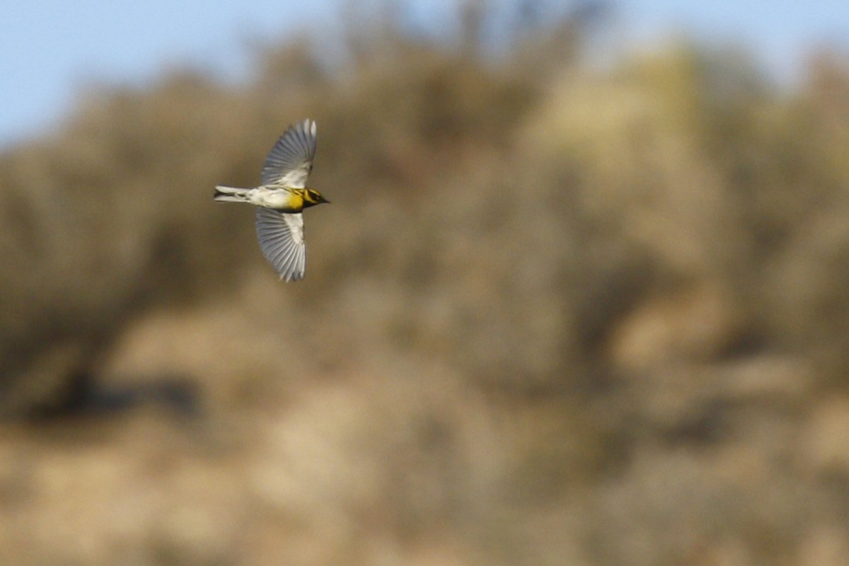 Townsend's Warbler - Ted Keyel